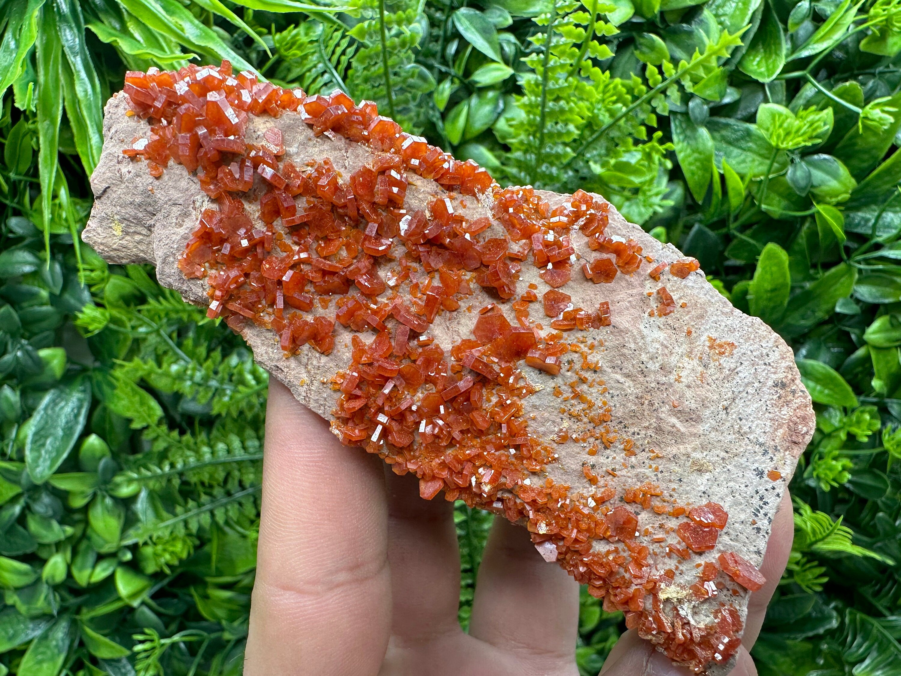 Red Vanadinite Crystal Cluster on Matrix, Morocco Specimen