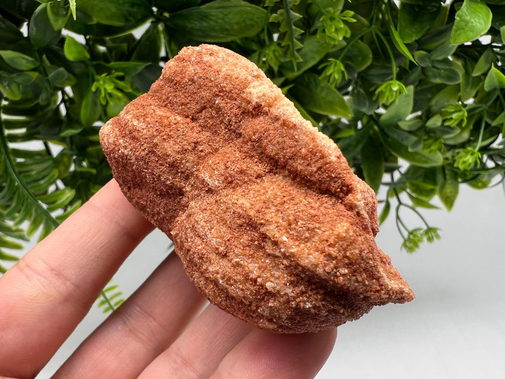 Raw Moroccan Stromatolite Fossil Specimen, Grounding Algae
