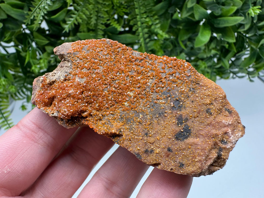 Red Vanadinite on Matrix from Marocco,crystal minerals Speciment cluster Vanadinite crystal Vanadinite Geology Vanadinite cluster minerals