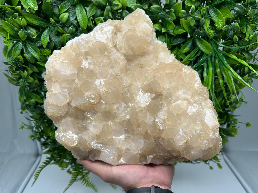 Extra Large Pink Manganocalcite Specimen: Krushev Dol Mine, Bulgaria