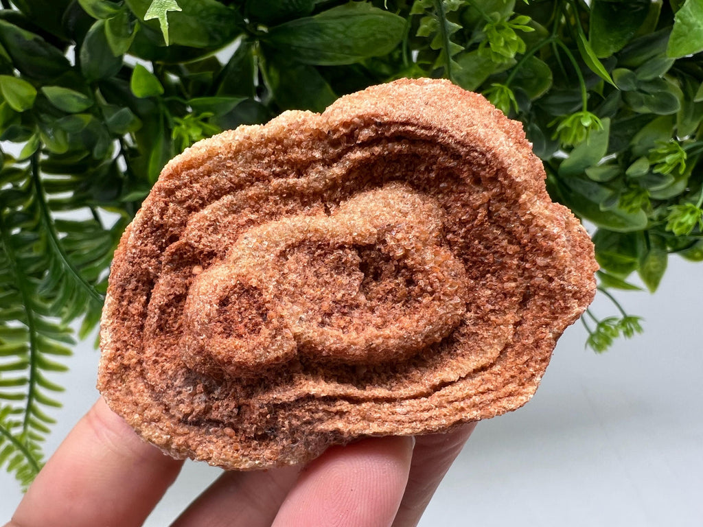 Raw Moroccan Stromatolite Fossil Specimen, Grounding Algae
