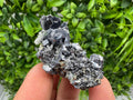 Shiny Galena Cluster, Borieva Mine, Madan Bulgaria