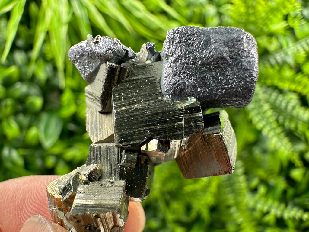 Galena on Pyrite Specimen: Borieva Mine, Bulgaria