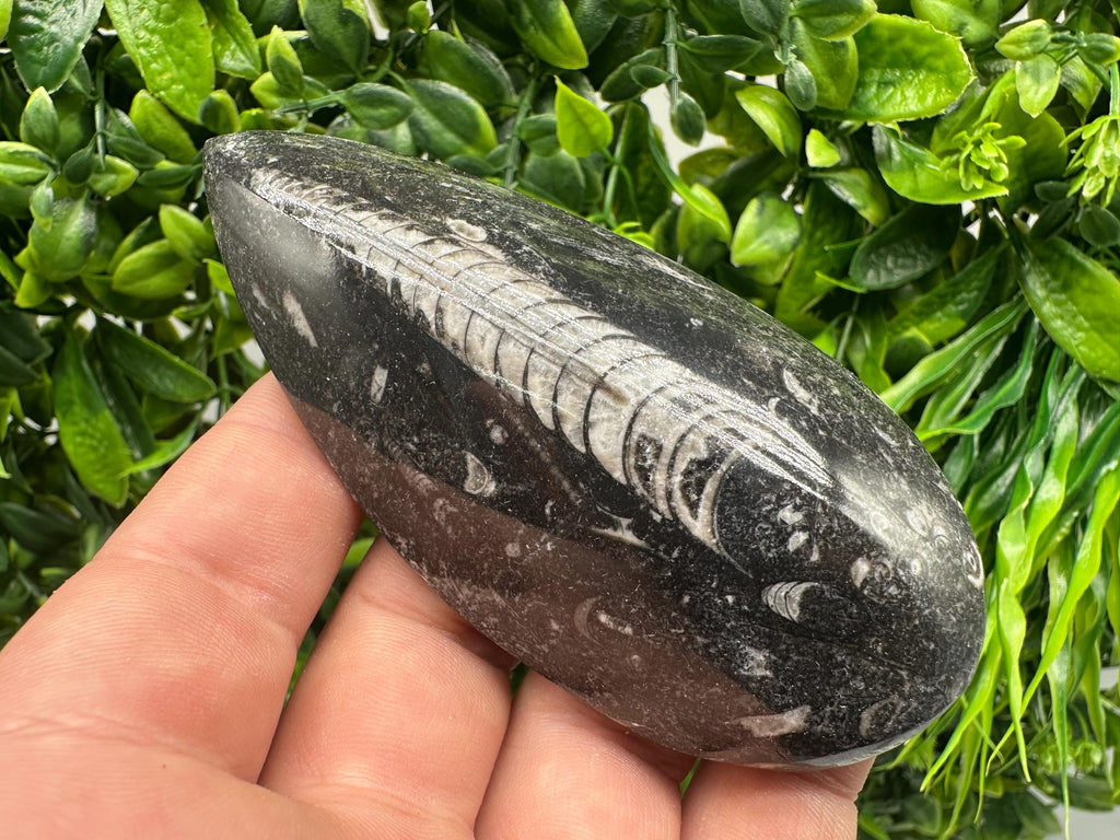 Polished Orthoceras Fossil Cabochon: Pear Shape Loose Gemstone