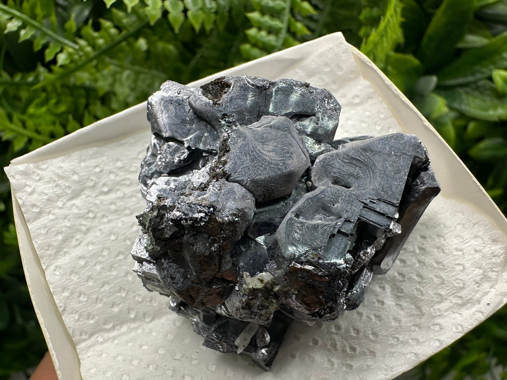 Shiny Galena Cluster: Borieva Mine, Madan Bulgaria