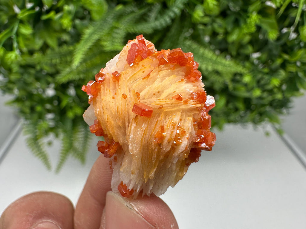 Red Vanadinite on Barite from Marocco,crystal minerals Speciment cluster Vanadinite crystal Vanadinite Geology Vanadinite cluster minerals