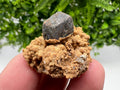 Chalcopyrite with Hematite on Siderite Specimen, Bulgaria Mineral Collection