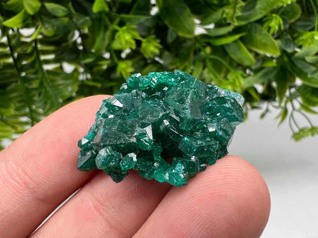 Green Dioptase Crystal, Congo Mineral Specimen, Collecting