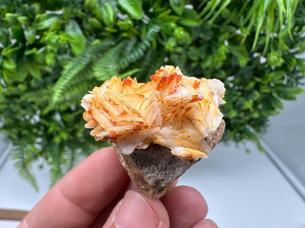 Red Vanadinite on Barite from Marocco,crystal minerals Speciment cluster Vanadinite crystal Vanadinite Geology Vanadinite cluster minerals