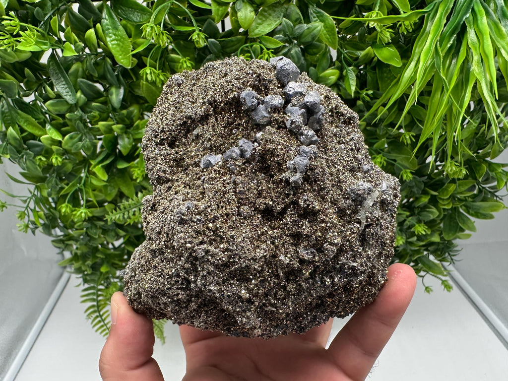 Mirror Galena Pyrite Specimen, Borieva Mine, Bulgaria