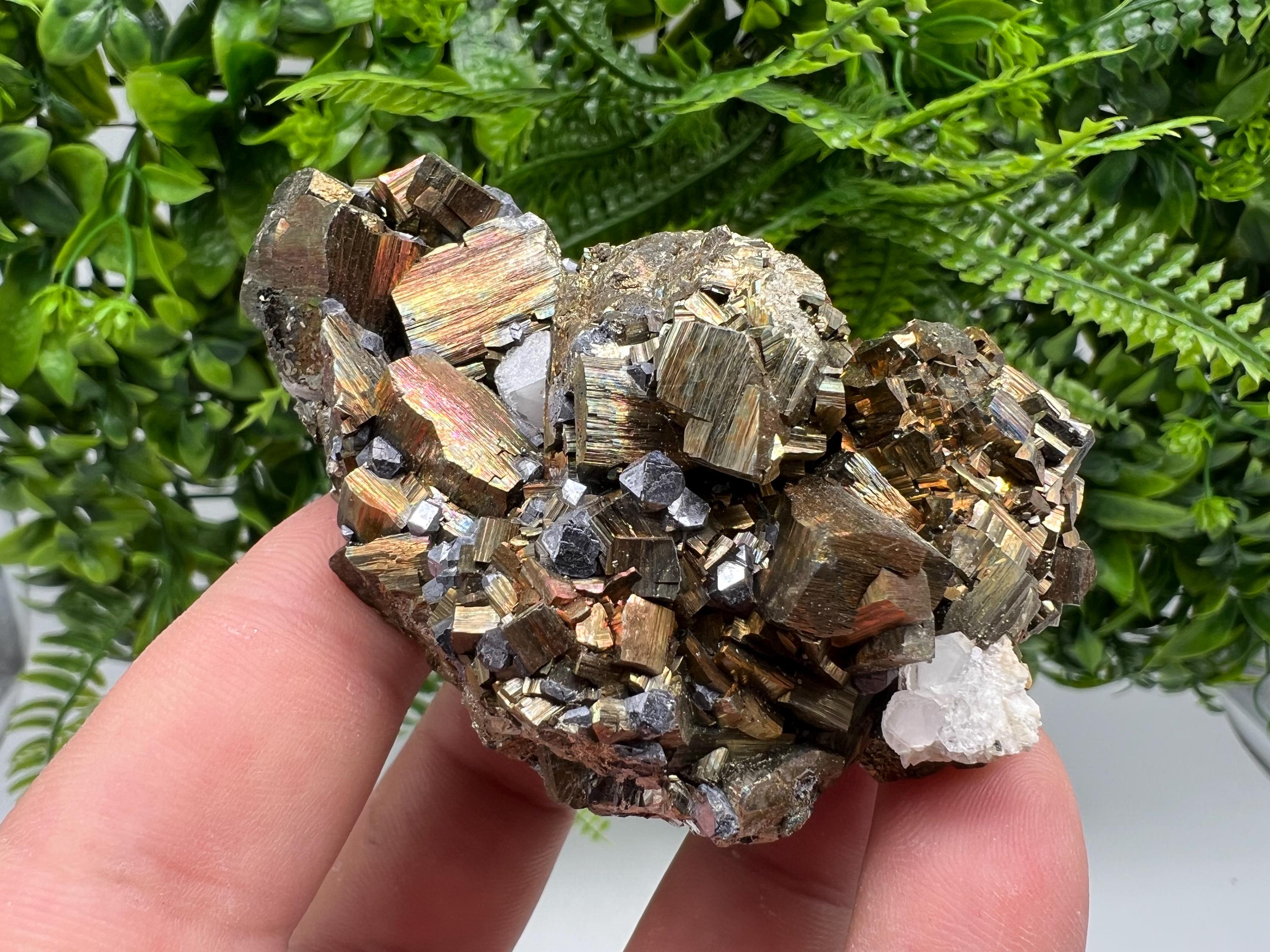 Galena on Pyrite Specimen: Borieva Mine, Bulgaria