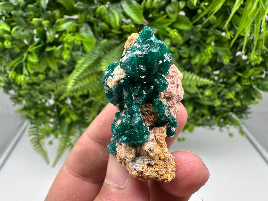 Stunning Green Dioptase from Sanda Hills,Mindouli,Pool Department,Mindouli District,Congo,green Dioptase,Dioptas Crystal,Dioptase collecting