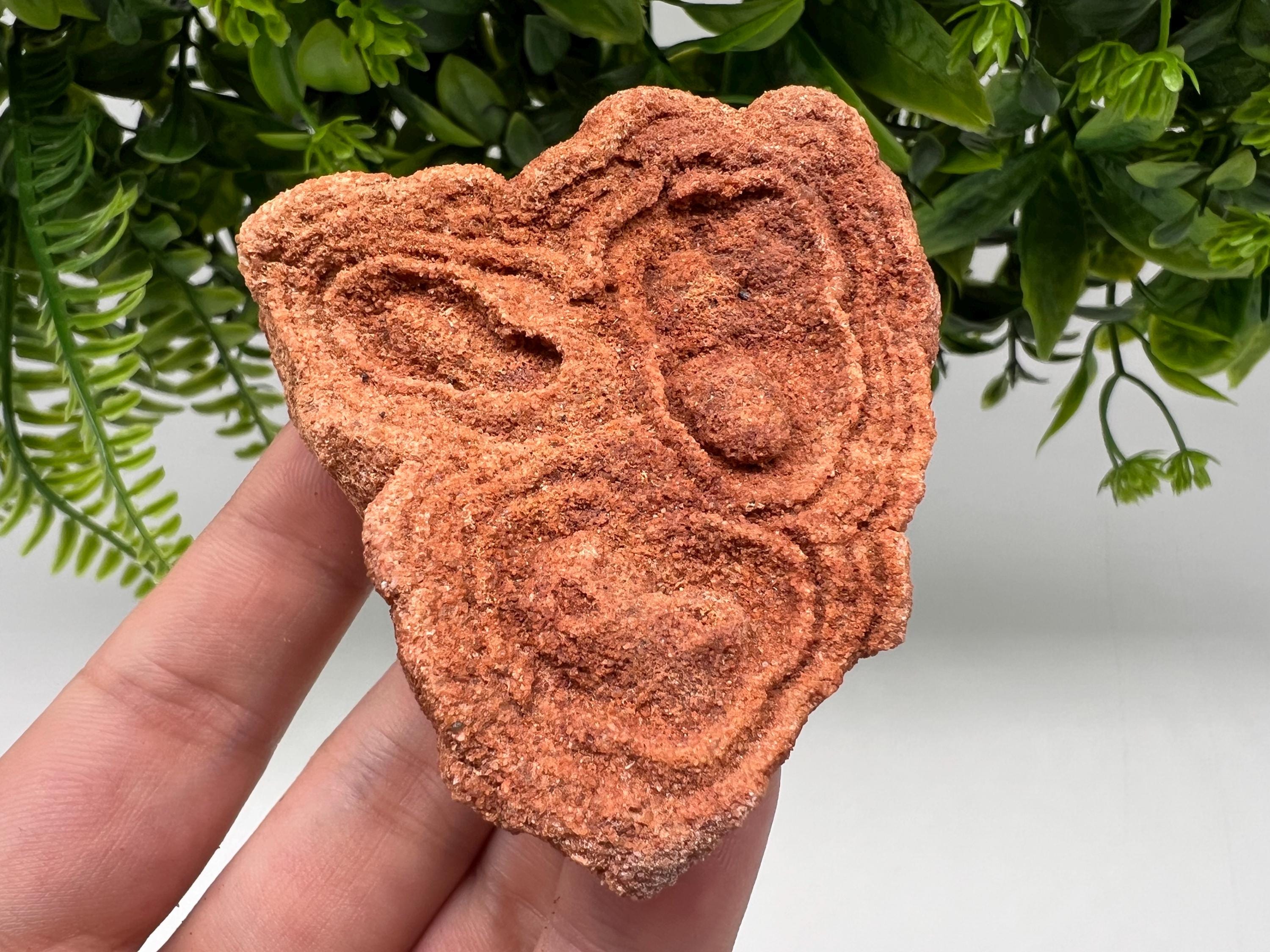 Raw Moroccan Stromatolite Fossil Specimen, Grounding Stone