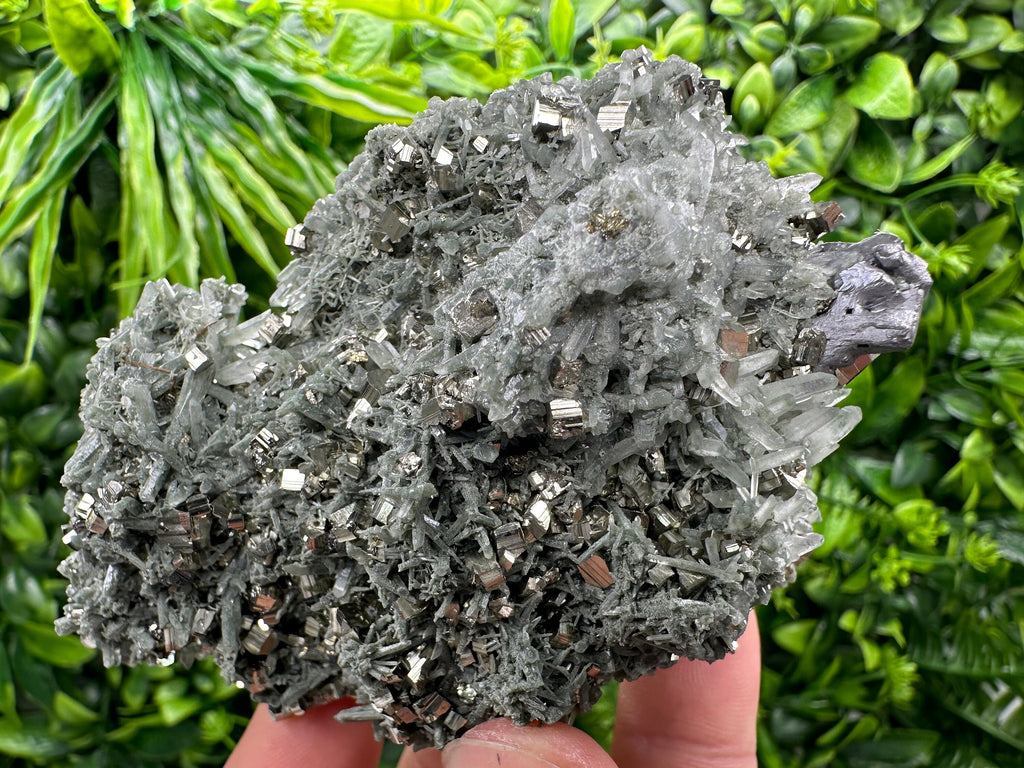 Pyrite Galena on Green Quartz with Chlorite: Borieva Bulgaria Crystal