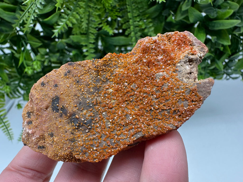 Red Vanadinite on Matrix from Marocco,crystal minerals Speciment cluster Vanadinite crystal Vanadinite Geology Vanadinite cluster minerals