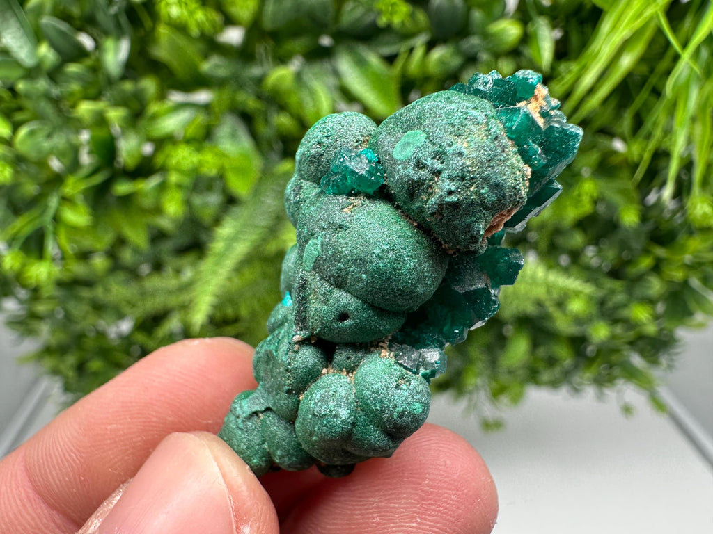 Stunning Green Dioptase from Sanda Hills,Mindouli,Pool Department,Mindouli District,Congo,green Dioptase,Dioptas Crystal,Dioptase collecting