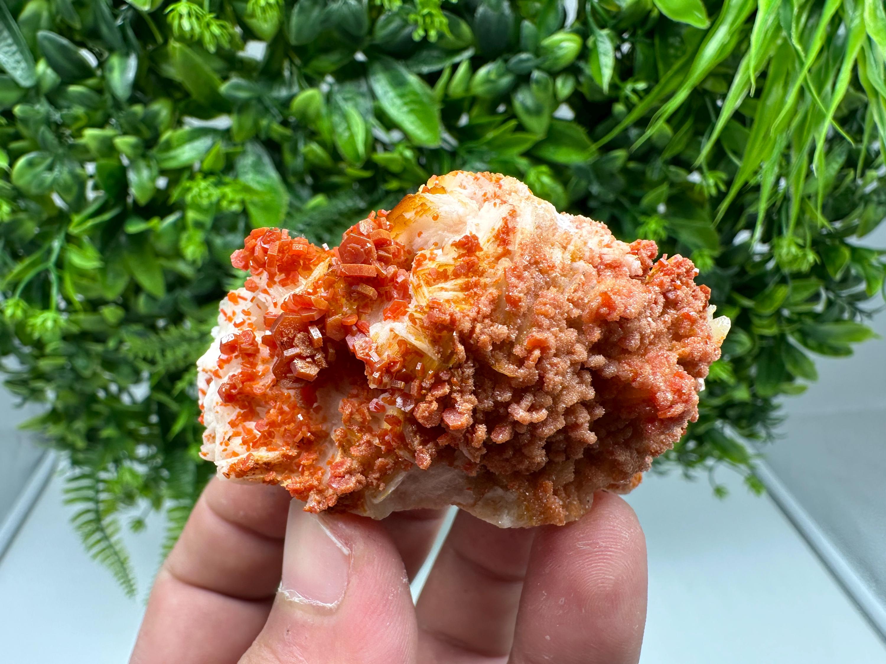 Red Vanadinite on Barite from Marocco,crystal minerals Speciment cluster Vanadinite crystal Vanadinite Geology Vanadinite cluster minerals