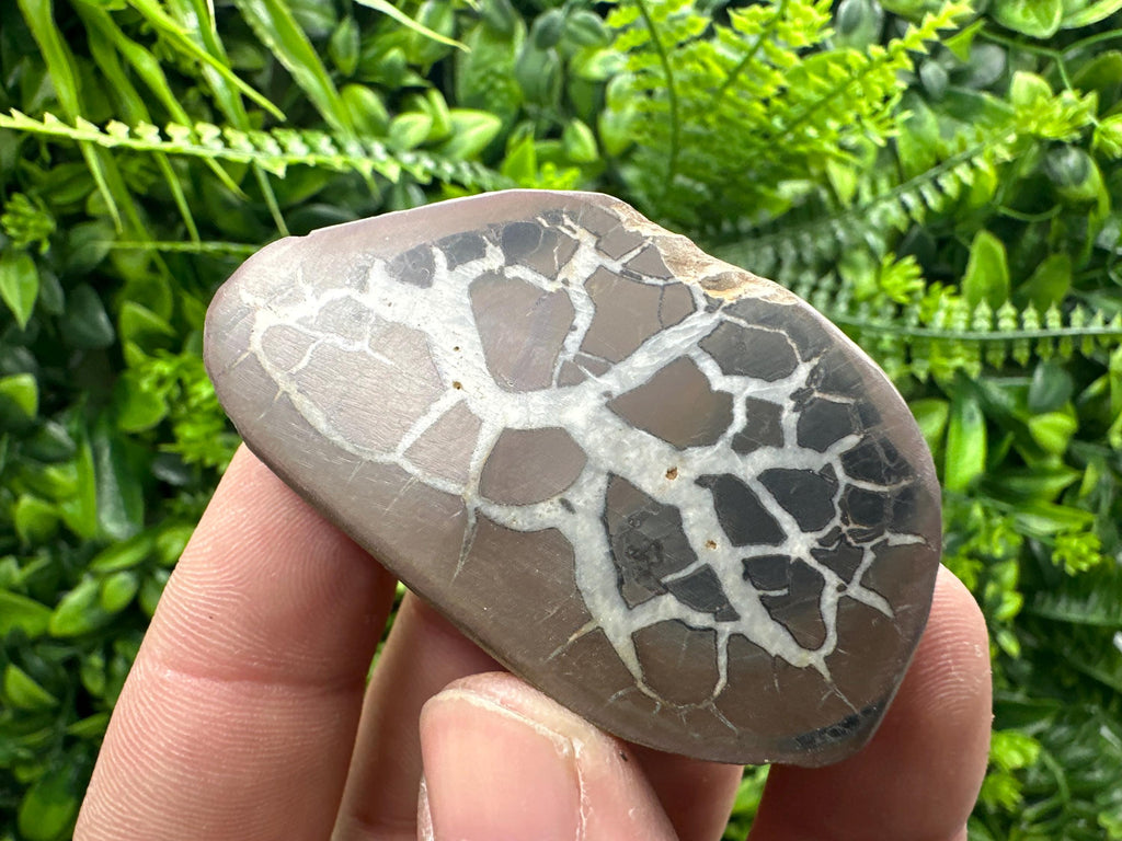 Septarian Nodule Geode Pair: Dragonstone Healing Stone (4/6.5 cm)