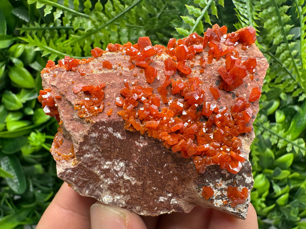 Red Vanadinite Crystal Cluster on Matrix, Morocco Specimen