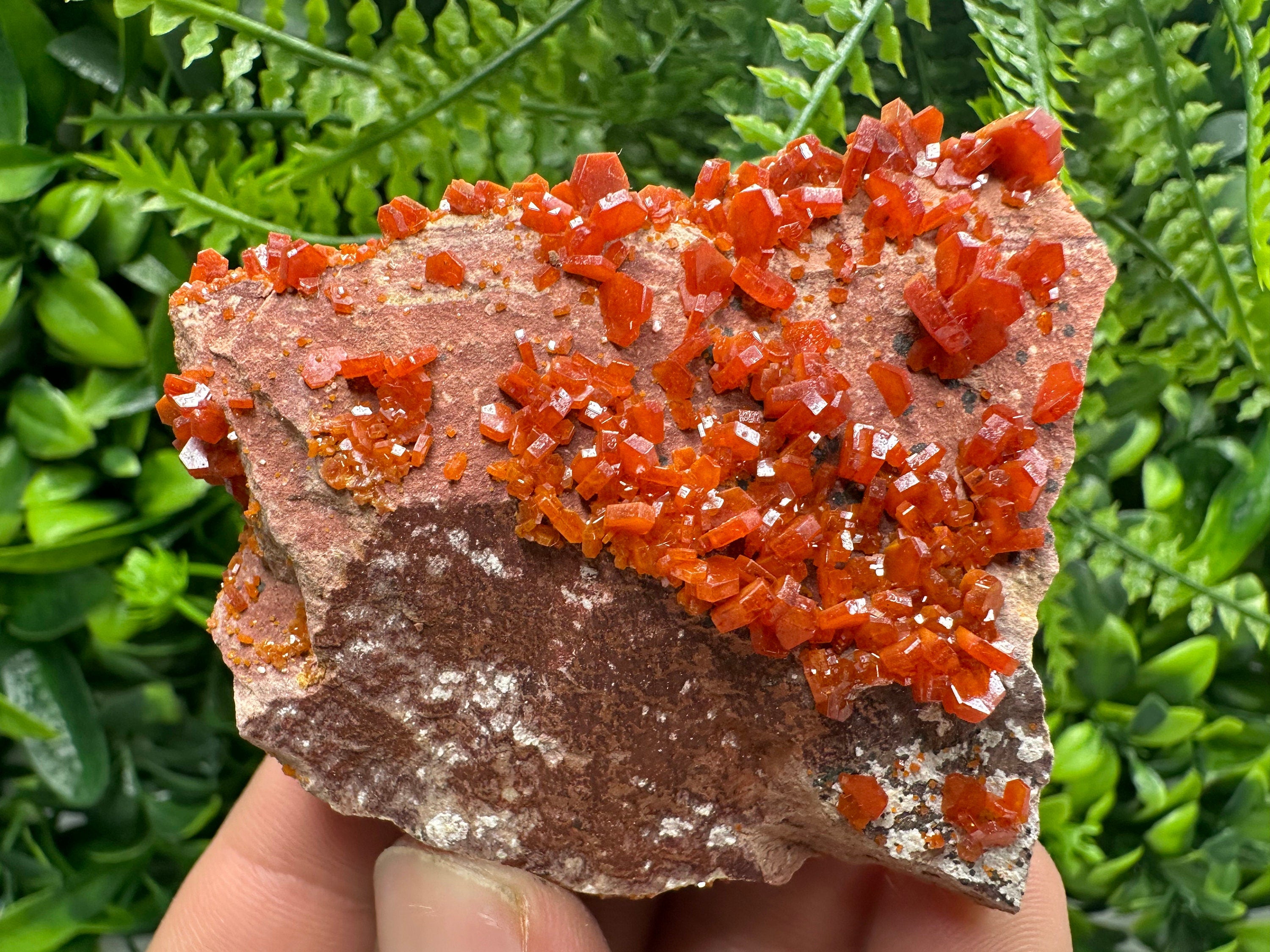 Red Vanadinite Crystal Cluster on Matrix, Morocco Specimen