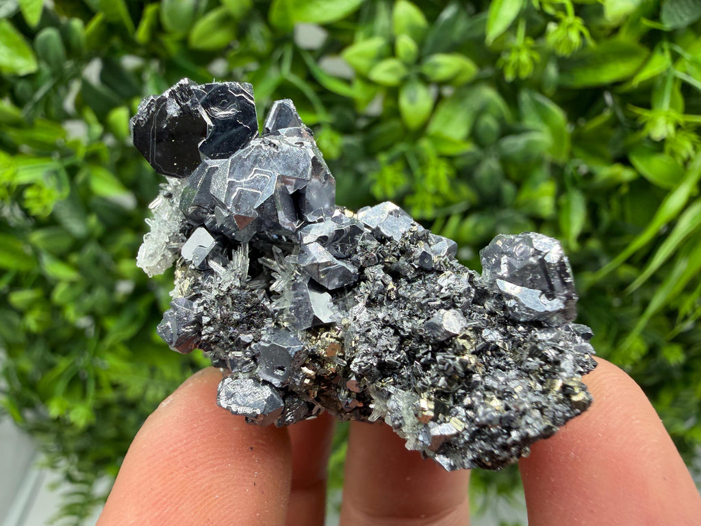 Shiny Galena Cluster, Borieva Mine, Madan Bulgaria