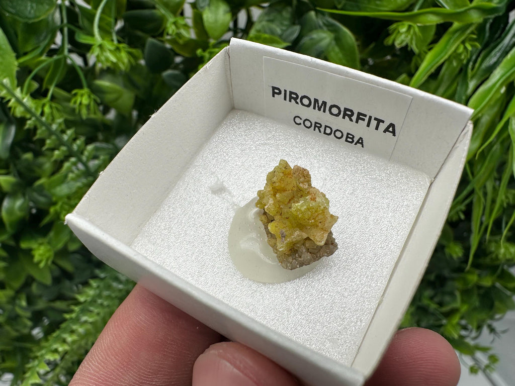 Raw Pyromorphite Crystal Cluster on Matrix, Mini Specimen