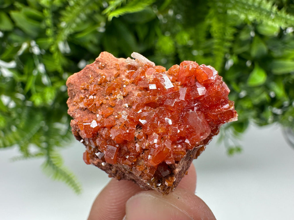 Red Vanadinite Crystal Cluster on Barite, Morocco Mineral Specimen