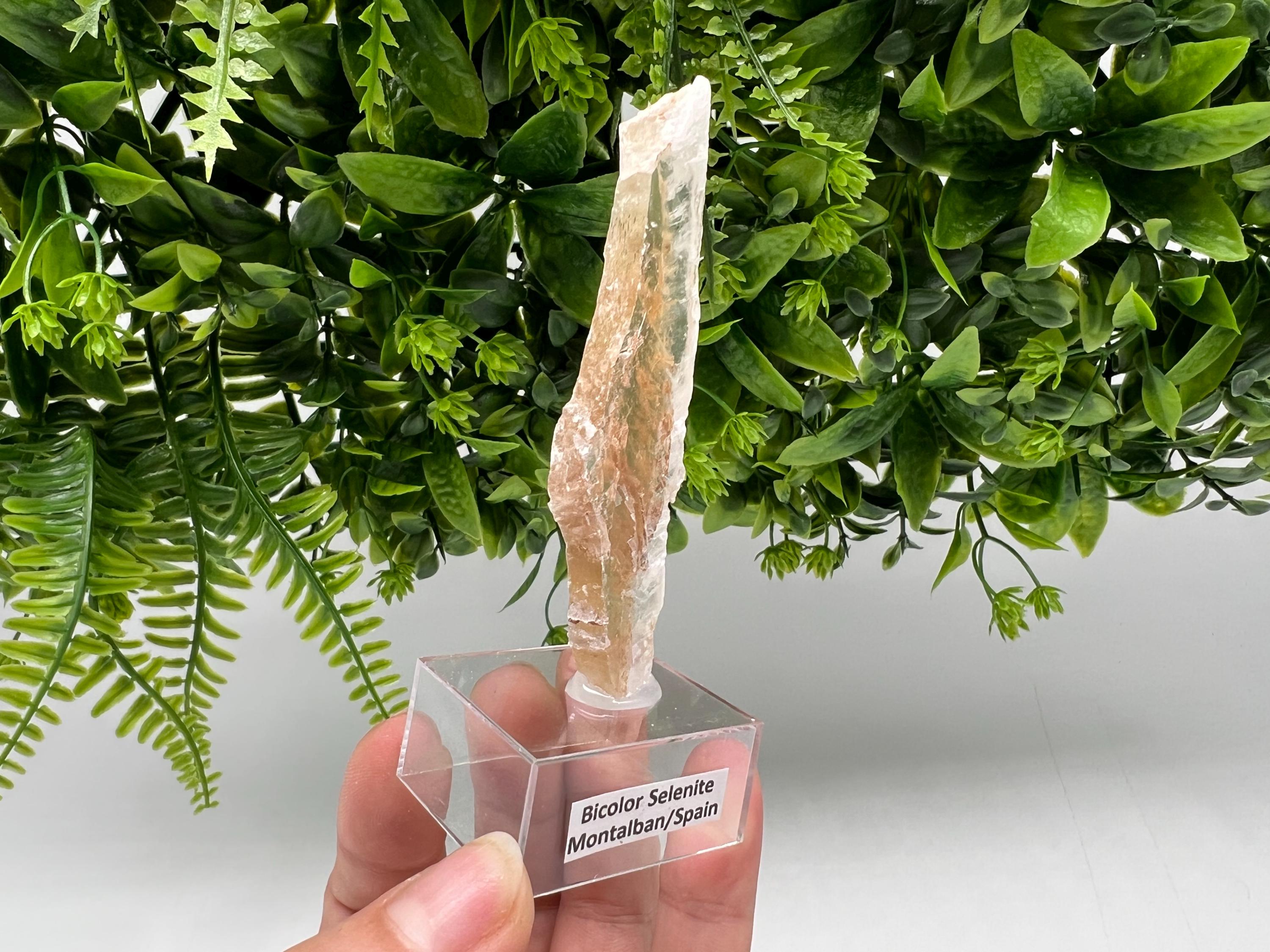 Golden Phantom Selenite Slab: Utah Raw Fishtail Selenite