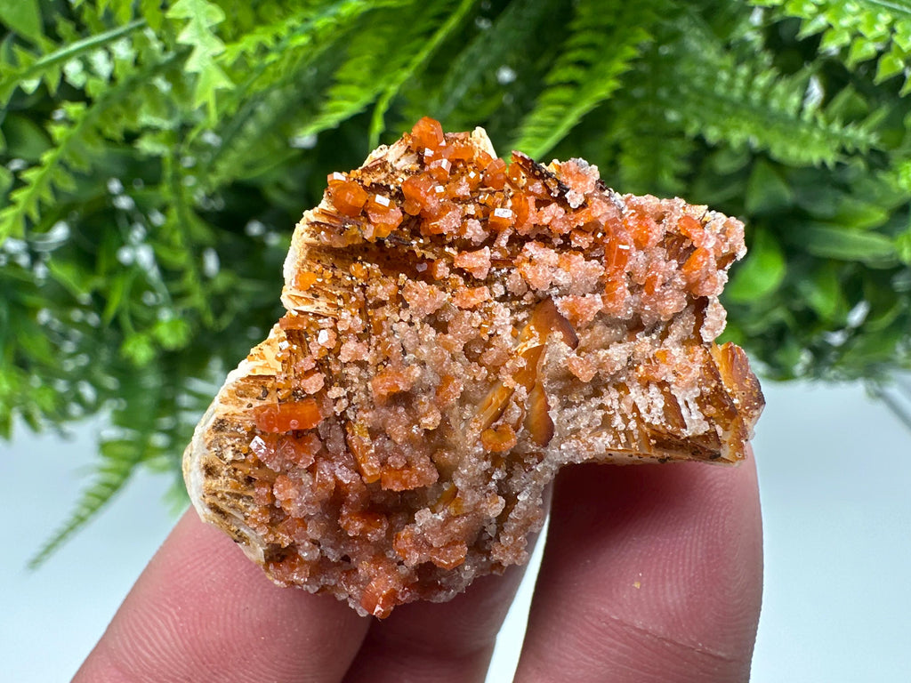 Red Vanadinite on Barite, Morocco Mineral Specimen Cluster