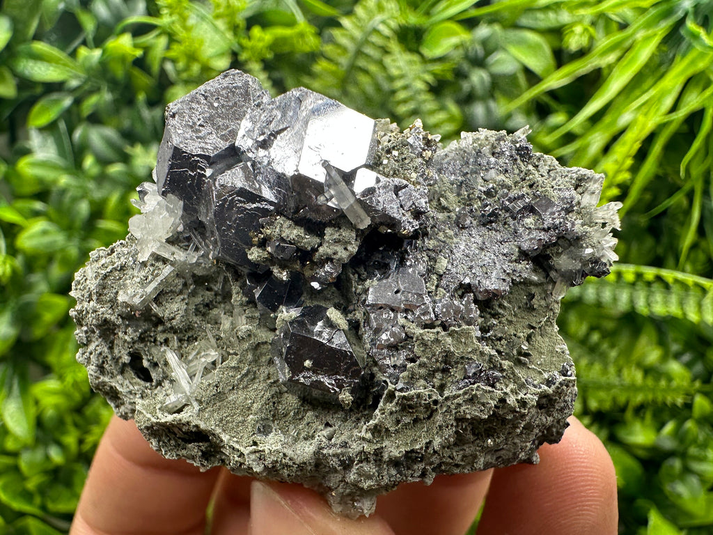 Galena on Quartz and Chlorite: Natural Minerals from Borieva Bulgaria