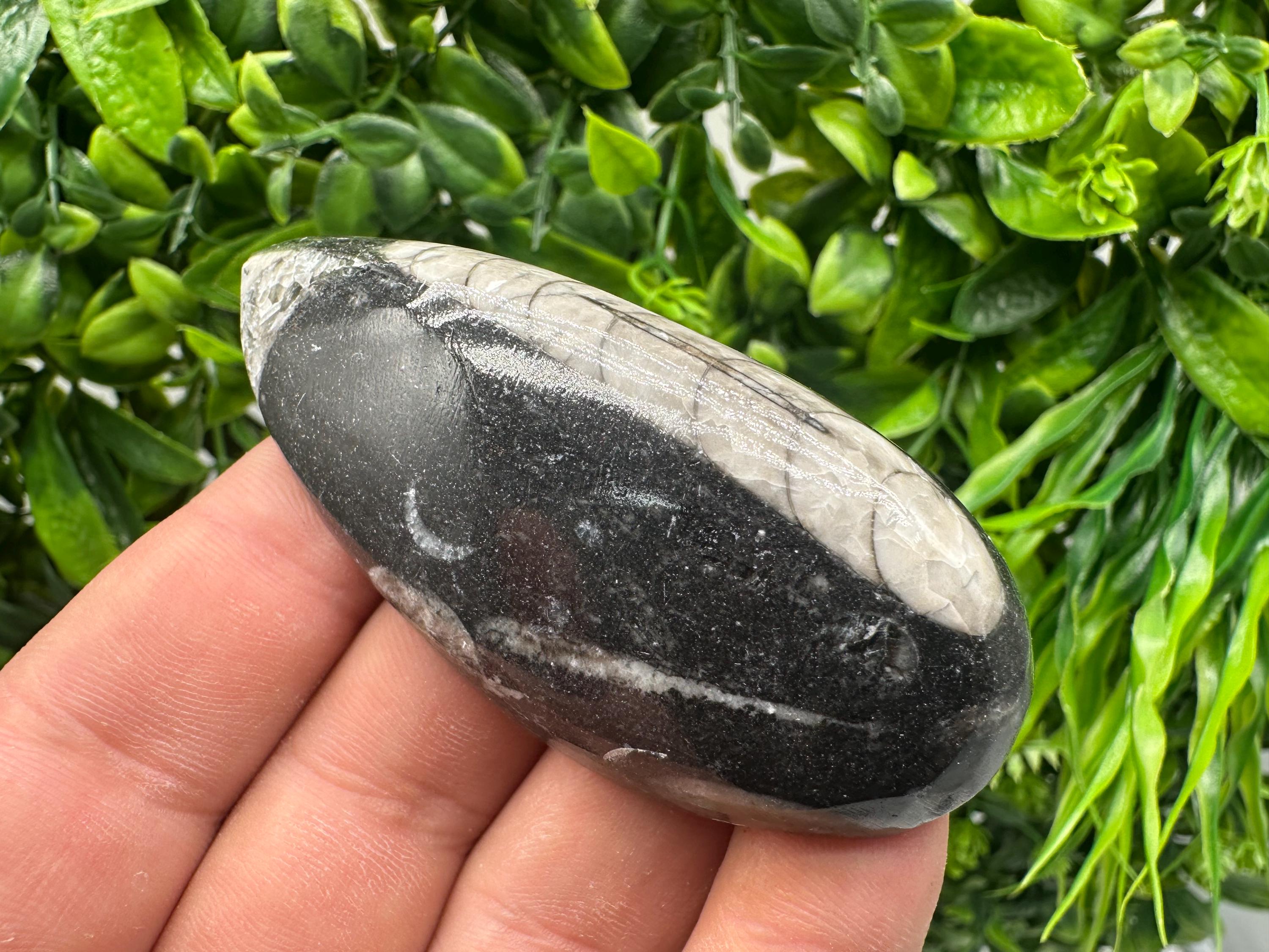 Polished Orthoceras Fossil Cabochon: Pear Shape Loose Gemstone
