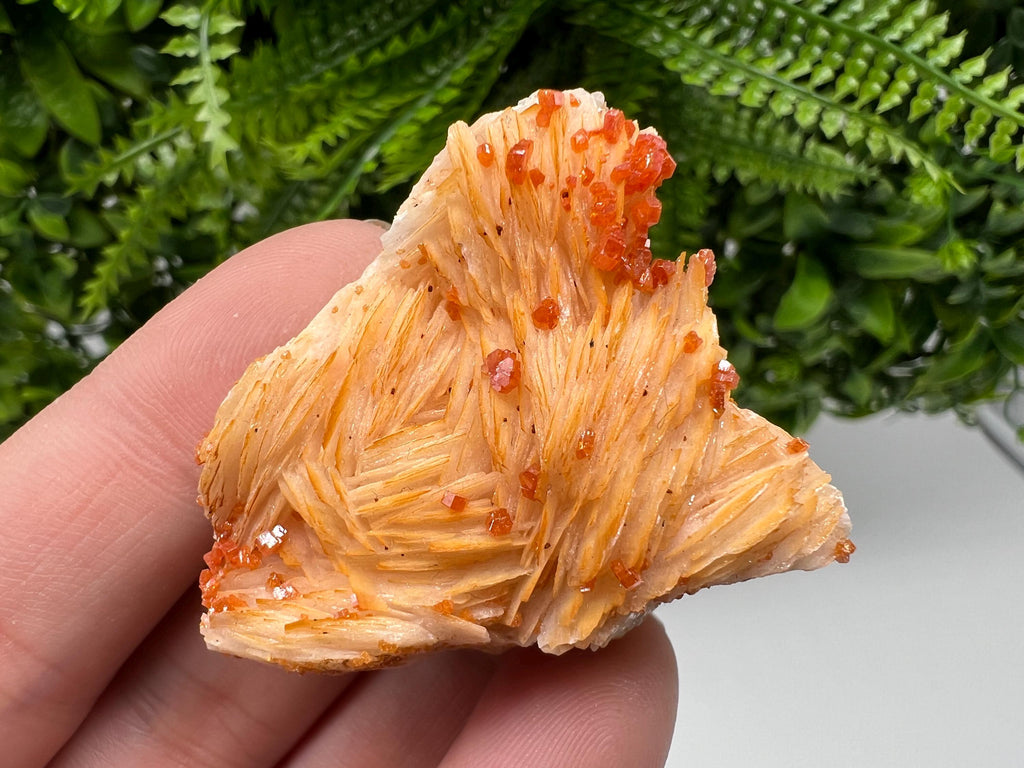 Red Vanadinite on Barite from Marocco,crystal minerals Speciment cluster Vanadinite crystal Vanadinite Geology Vanadinite cluster minerals