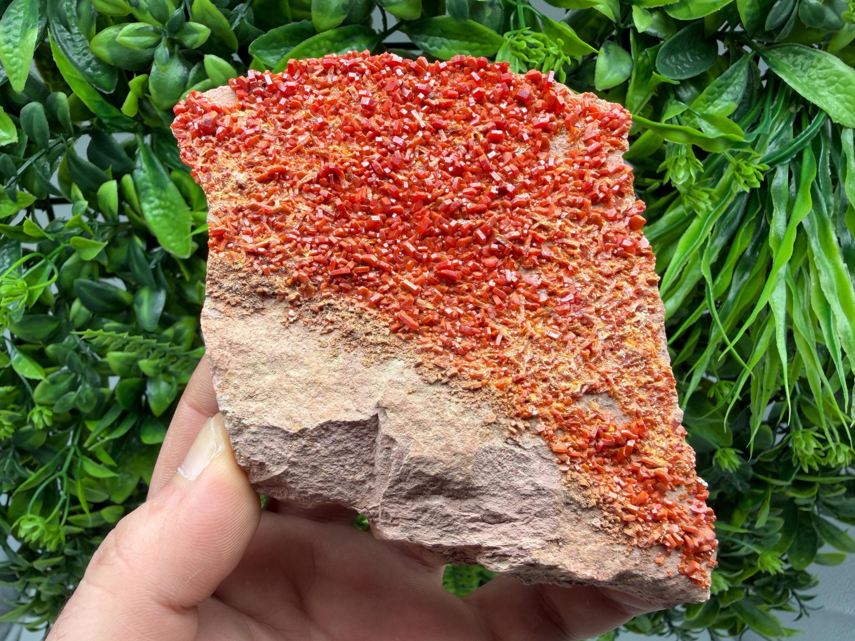 Red Vanadinite on Matrix from Marocco,crystal minerals Speciment cluster Vanadinite crystal Vanadinite Geology Vanadinite cluster minerals