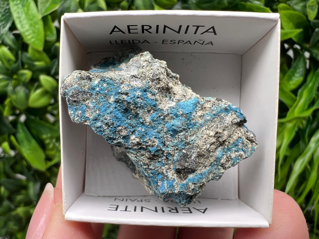 Rare Raw Aerinite Mineral Specimen: Lleida, Spain Crystal