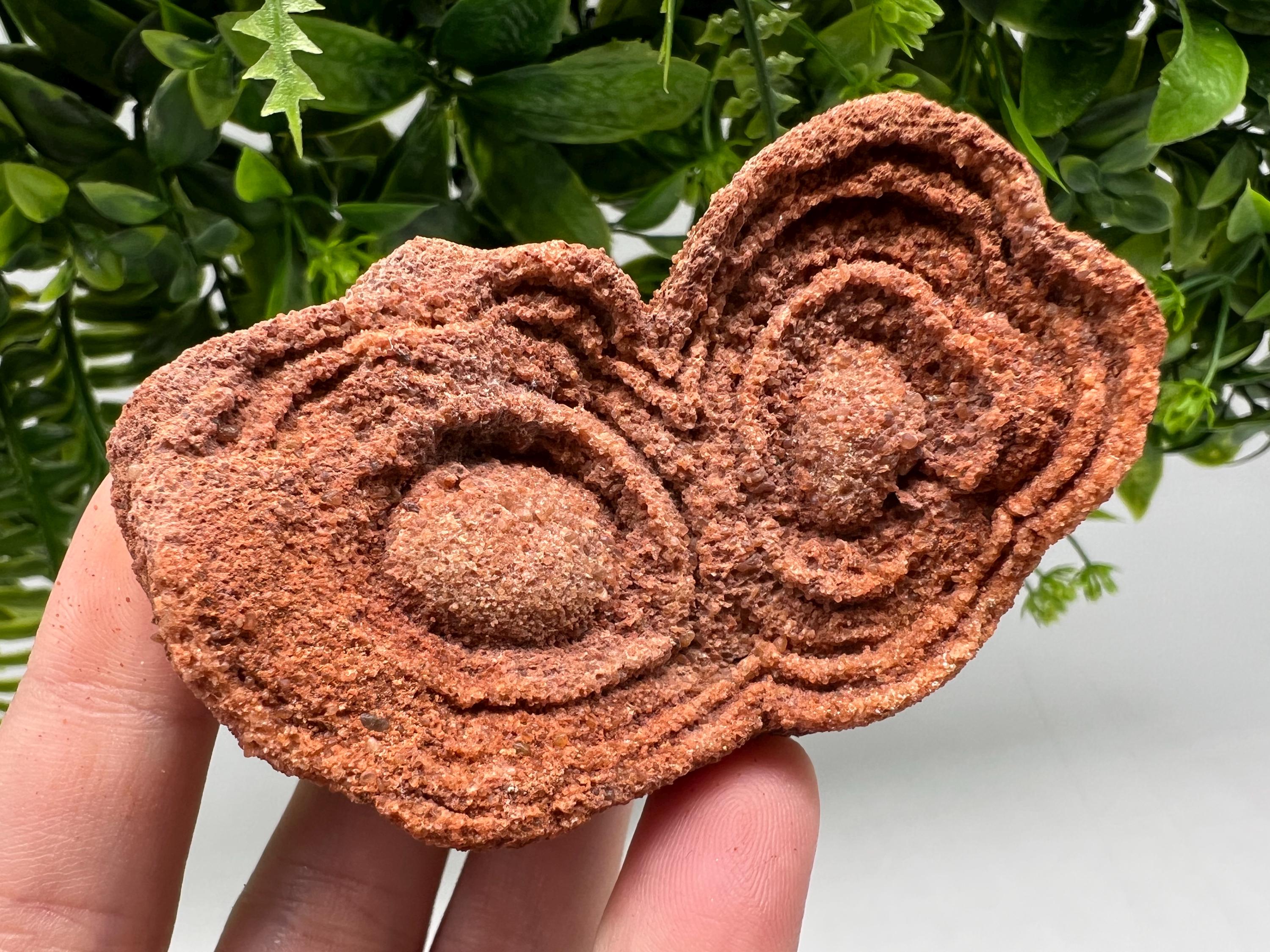 Moroccan Stromatolite Fossil Specimen, Raw Algae Fossil for Meditation
