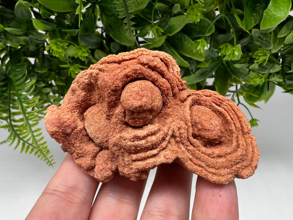 Moroccan Stromatolite Fossil Specimen: Raw Algae for Grounding