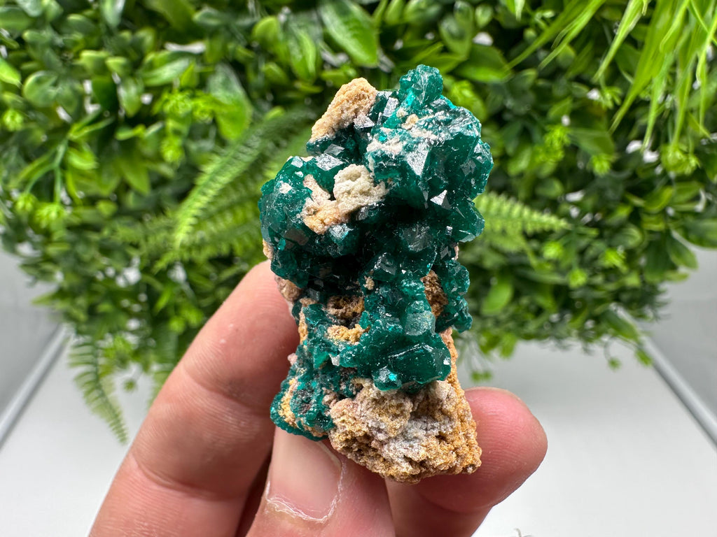 Stunning Green Dioptase from Sanda Hills,Mindouli,Pool Department,Mindouli District,Congo,green Dioptase,Dioptas Crystal,Dioptase collecting