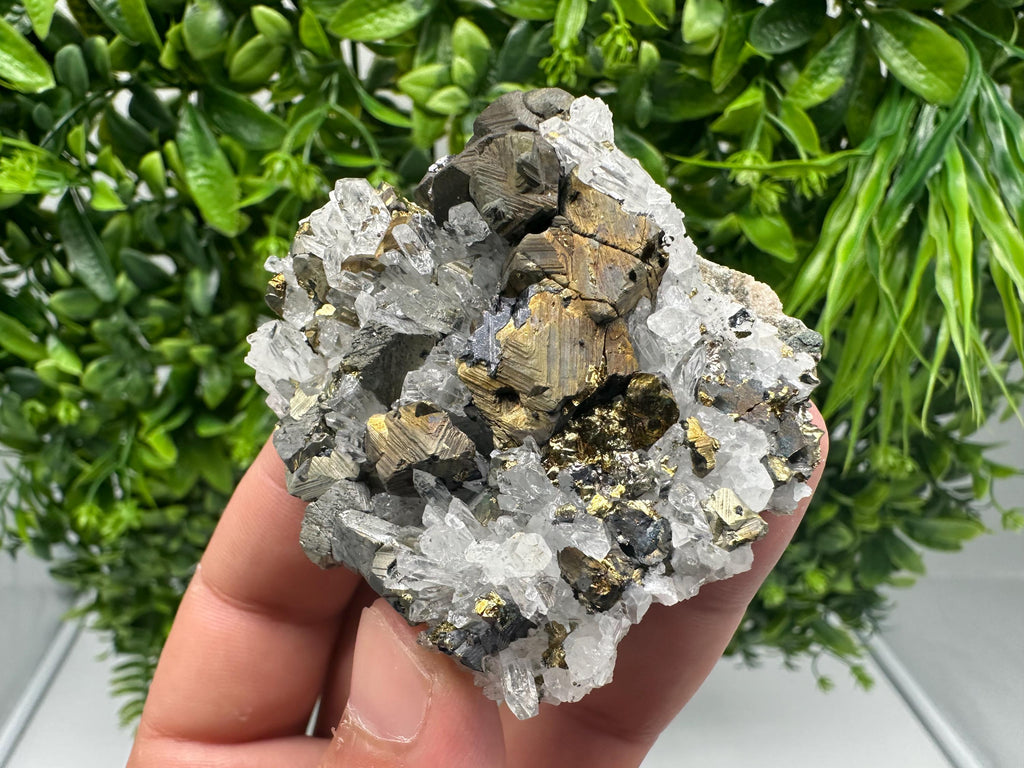 Chalcopyrite on Quartz, Chlorite Mineral Specimen, Djurcovo Mine, Bulgaria