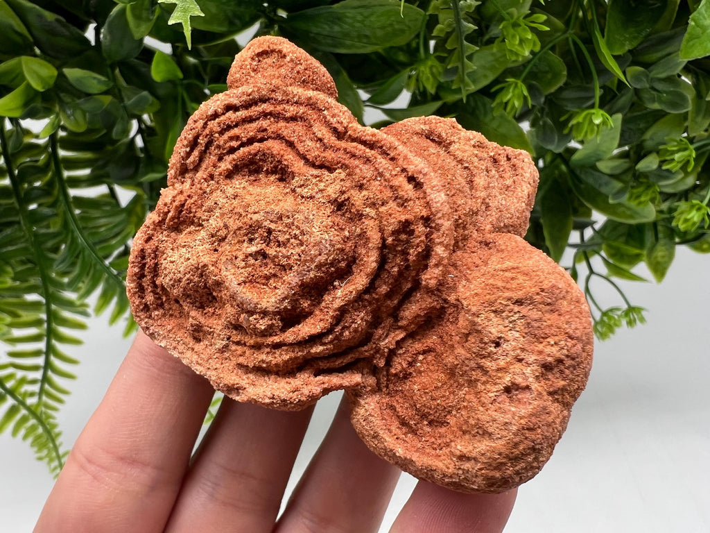 Raw Moroccan Stromatolite Fossil Specimen, Algae Stone for Meditation