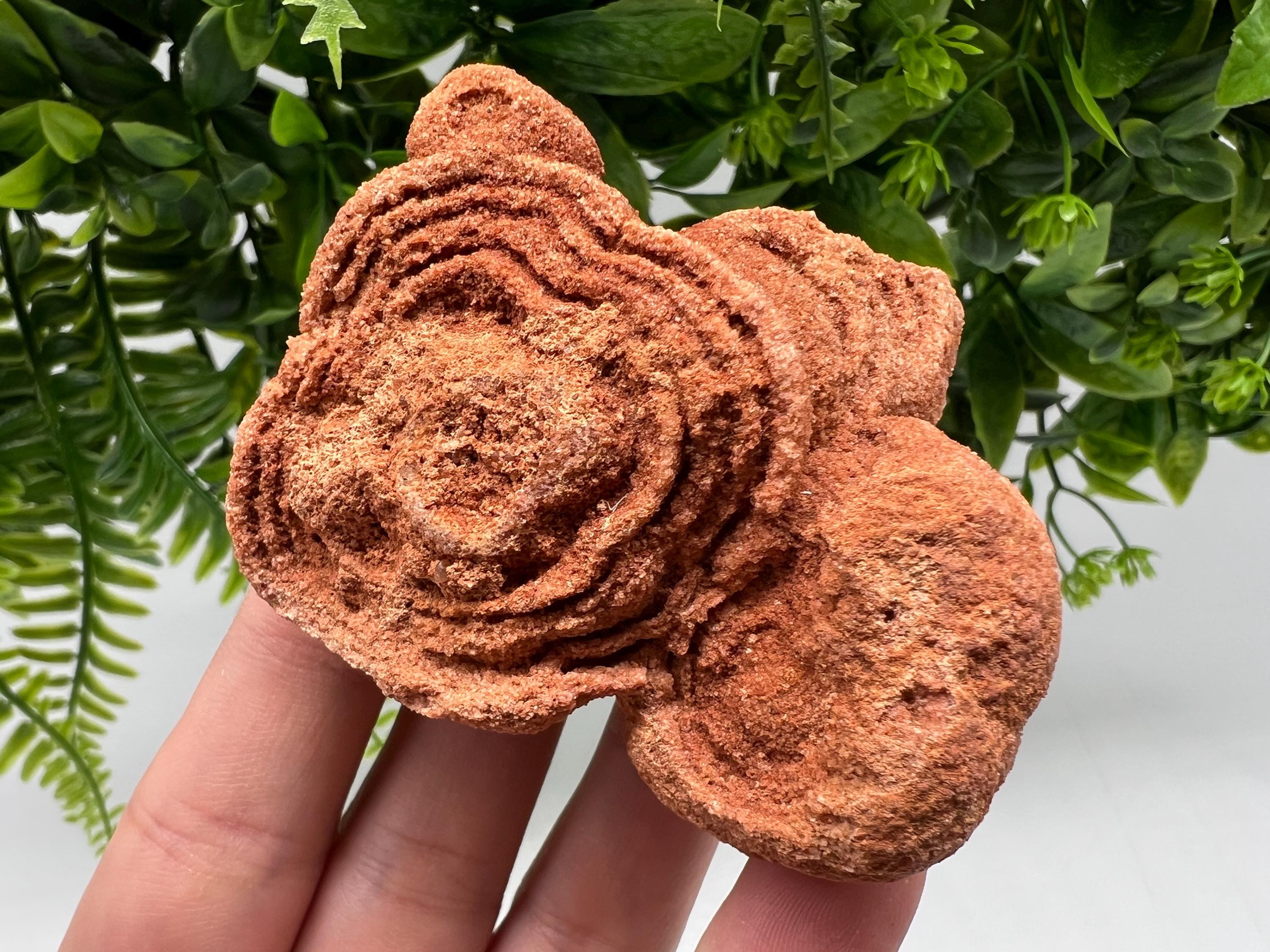 Raw Moroccan Stromatolite Fossil Specimen, Algae Stone for Meditation