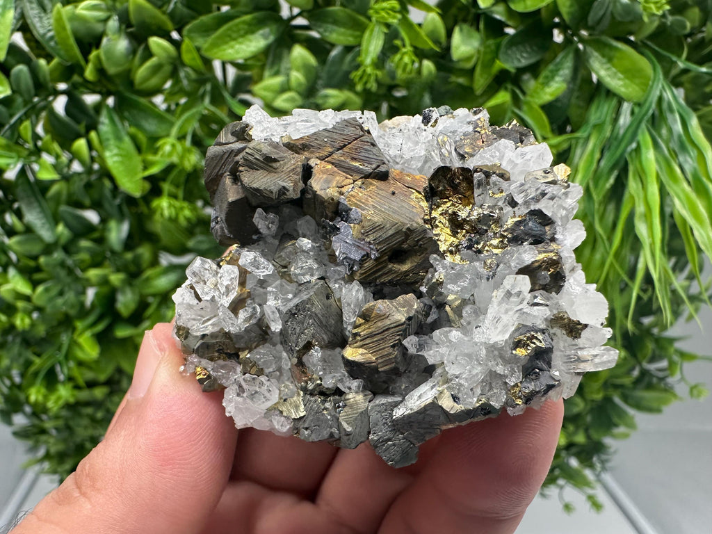 Chalcopyrite on Quartz, Chlorite Mineral Specimen, Djurcovo Mine, Bulgaria