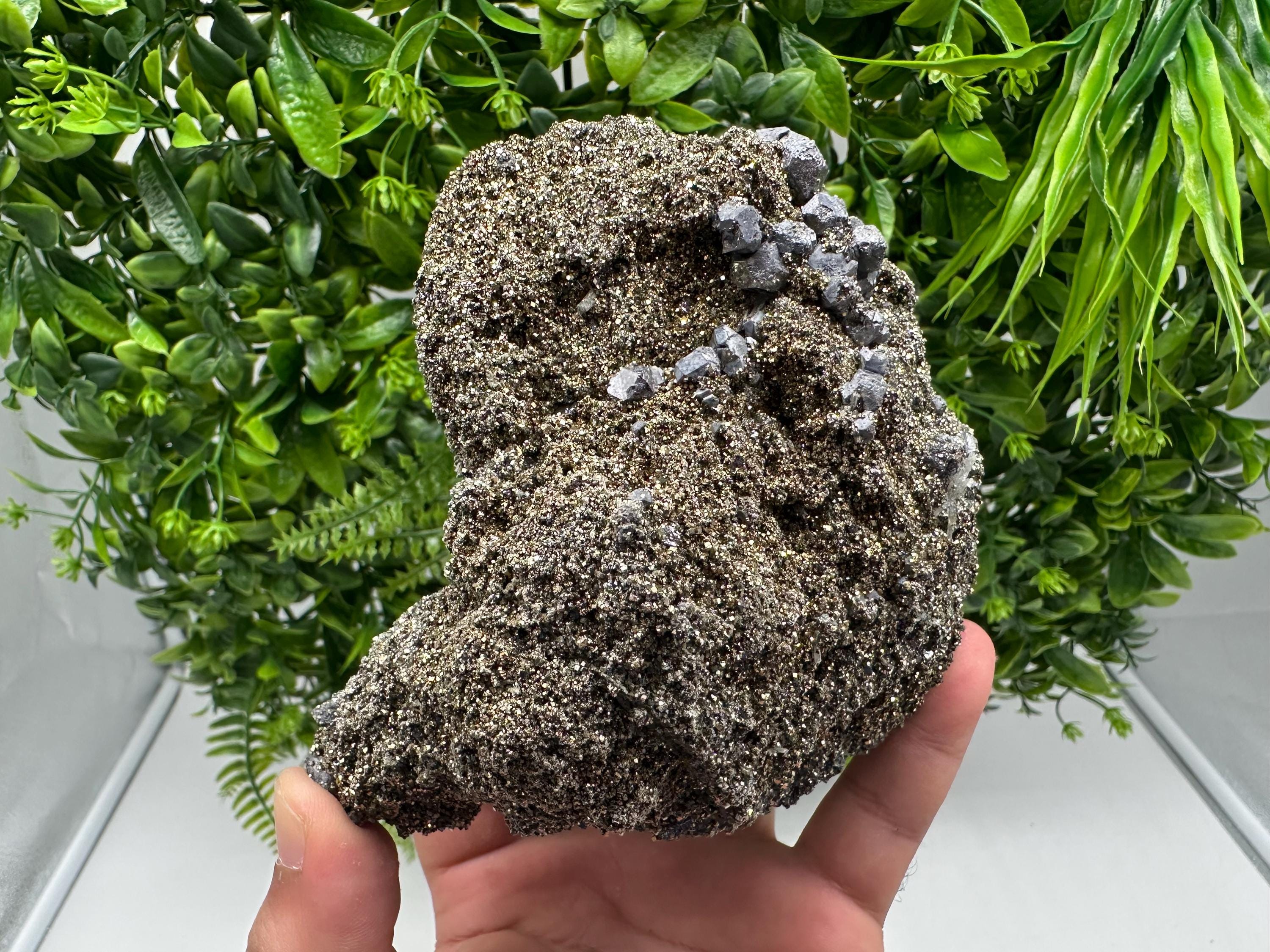 Mirror Galena Pyrite Specimen, Borieva Mine, Bulgaria