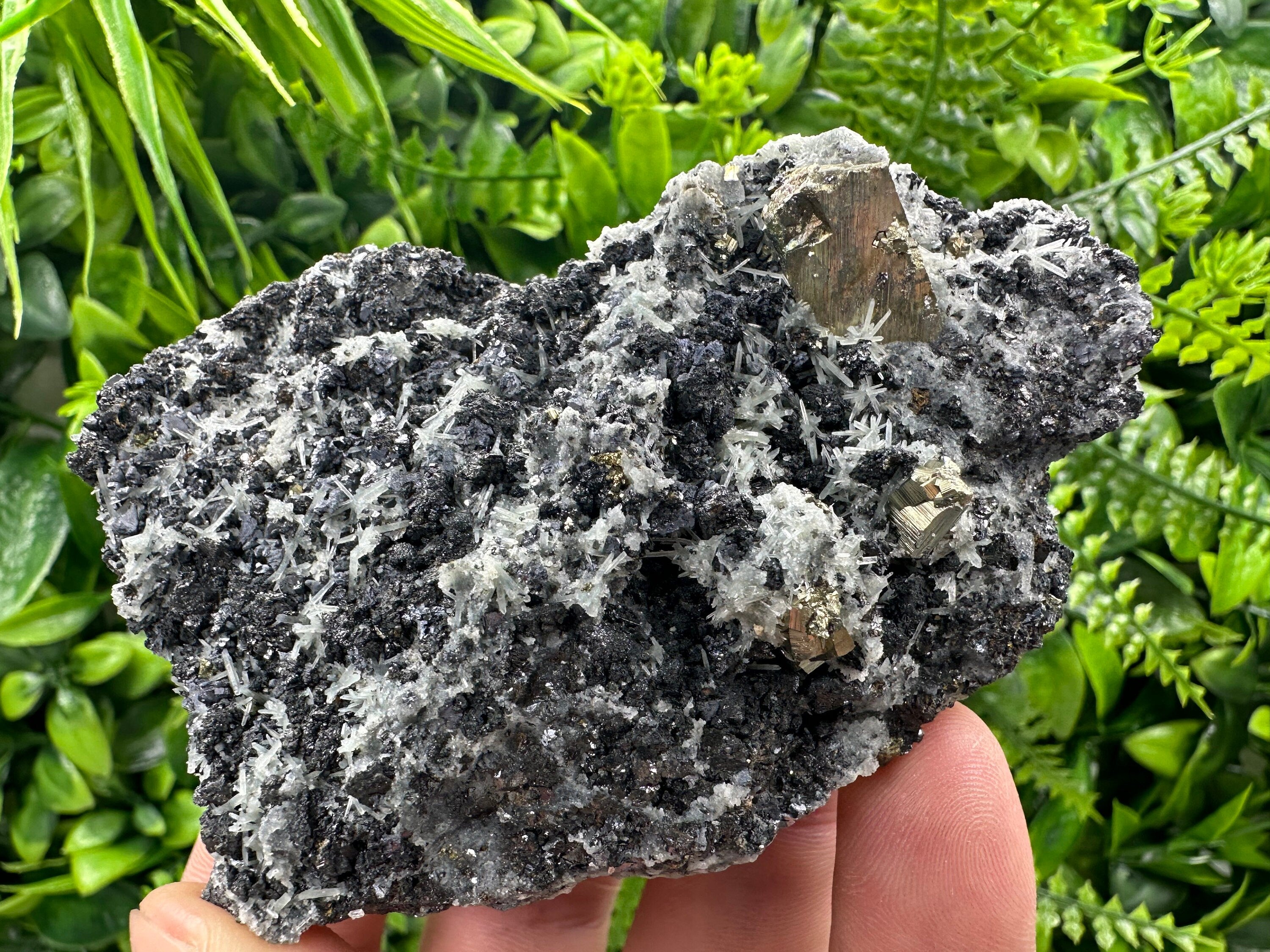 Pyrite on Quartz: Natural Crystal Mineral Specimen, Borieva Mine Bulgaria