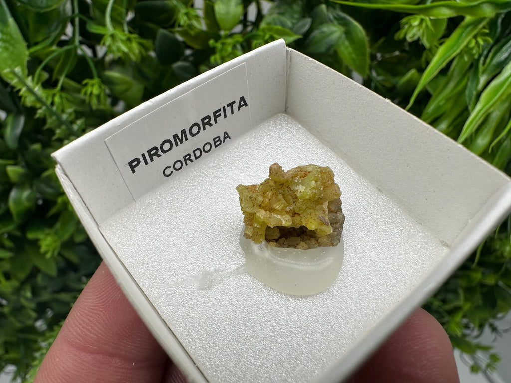 Raw Pyromorphite Crystal Cluster on Matrix, Mini Specimen