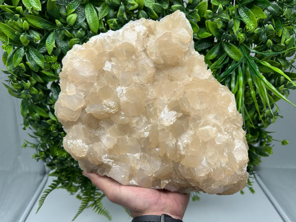 Extra Large Pink Manganocalcite Specimen: Krushev Dol Mine, Bulgaria