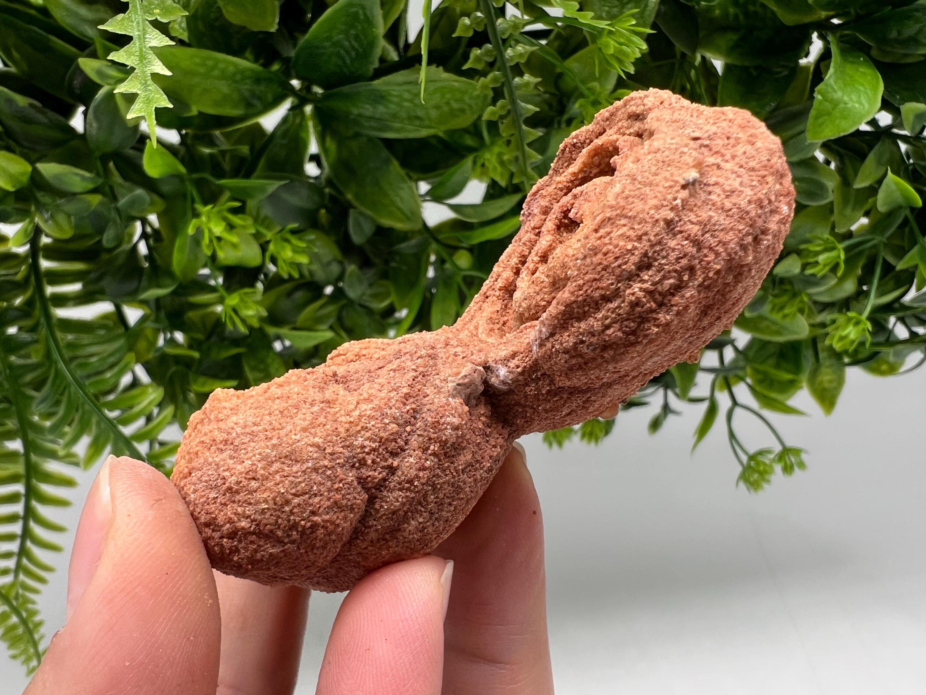 Raw Stromatolite Fossil Specimen, Moroccan Grounding Stone