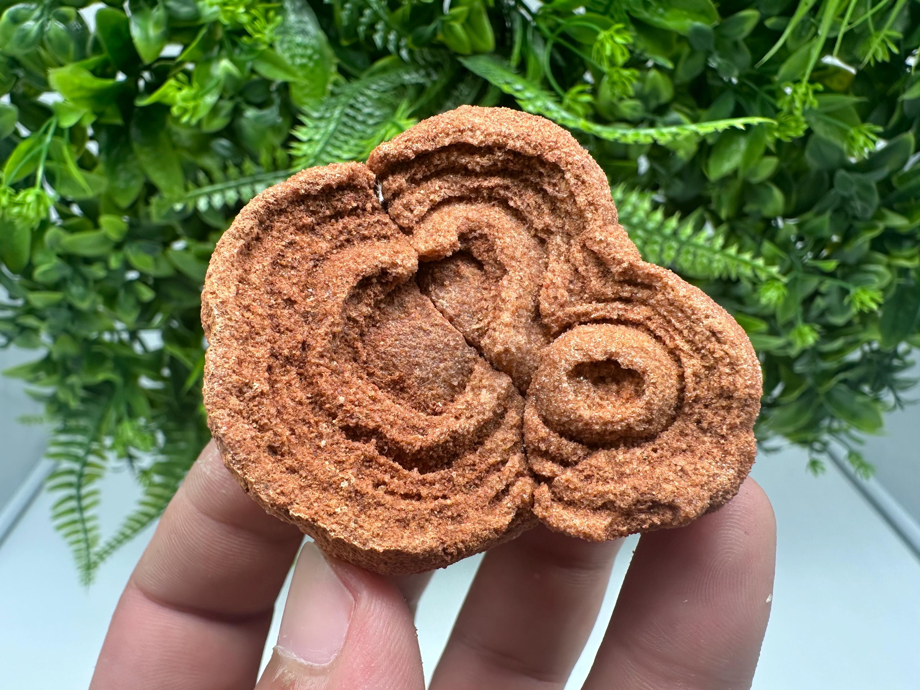 Moroccan Stromatolite Fossil Specimen: Raw Algae Stone for Grounding