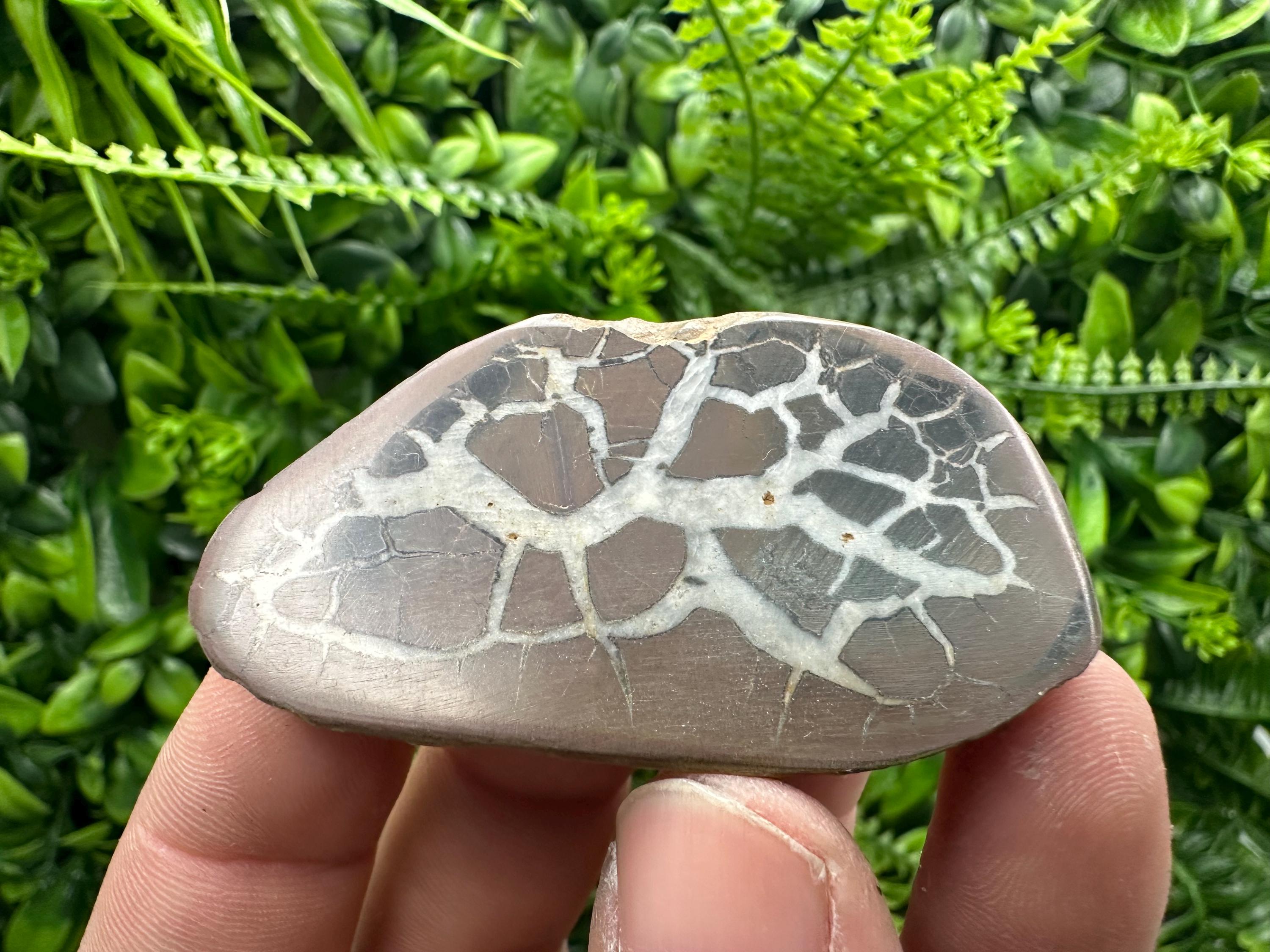 Septarian Nodule Geode Pair: Dragonstone Healing Stone (4/6.5 cm)