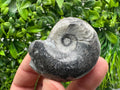Natural Ammonite Fossil Conch, Reiki Healing Crystal Specimen, Madagascar