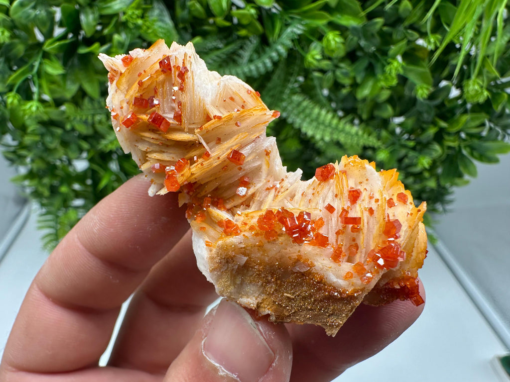 Red Vanadinite on Barite from Marocco,crystal minerals Speciment cluster Vanadinite crystal Vanadinite Geology Vanadinite cluster minerals